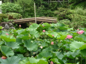 lotus2