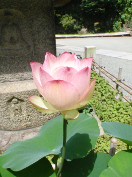 lotus