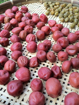 umeboshi1