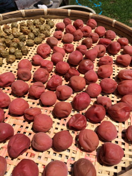 umeboshi2
