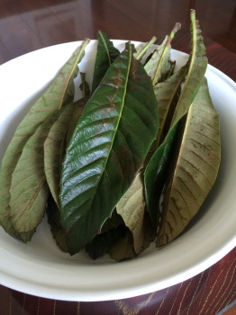leaf
