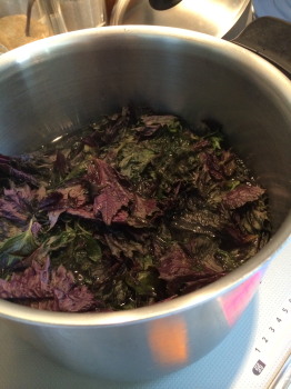 shiso