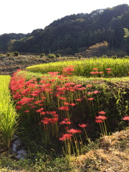 彼岸花