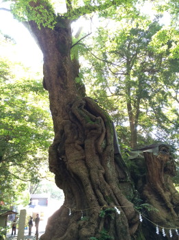 楠
