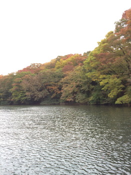 ahinoko