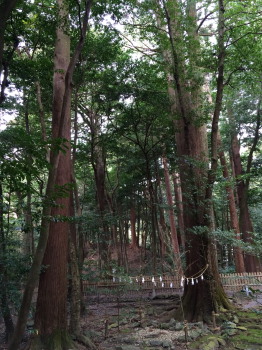 椿