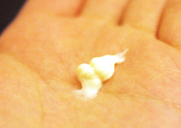 �ԥ奢�ۥ磻�ƥ� �ʥ��ȥȥ꡼�ȥ���