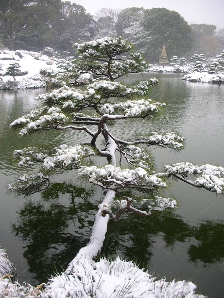清澄庭園・雪