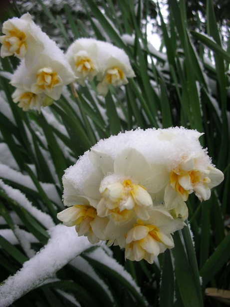 清澄庭園・雪・水仙