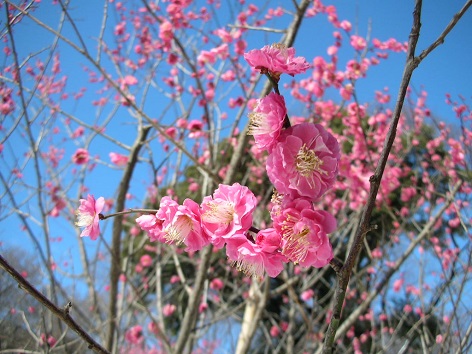 小石川後楽園・紅梅