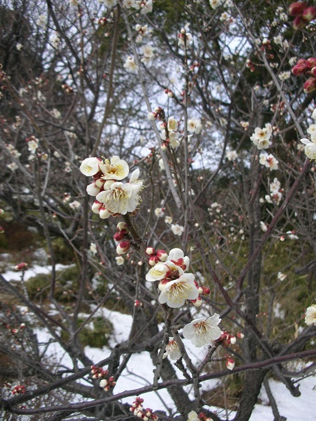 六義園・白梅