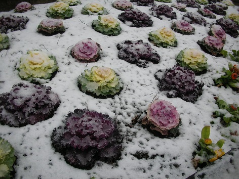 大雪・東京20140214