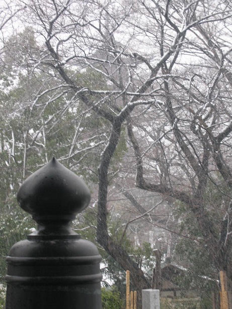 池上本門寺・雪のバレンタインDay