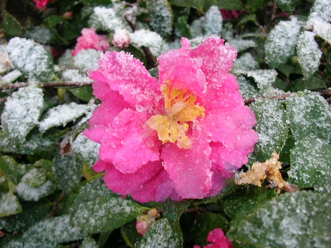 雪と椿