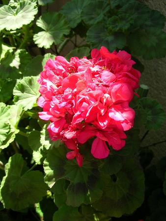 no flower no life