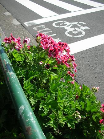 no flower no life