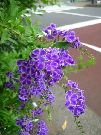 no flower no life