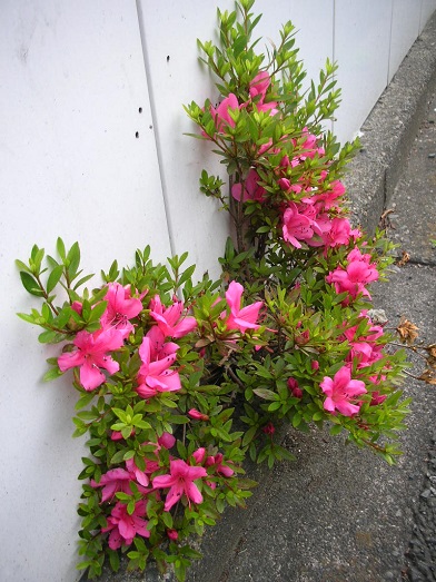 no flower no life