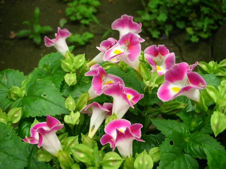 no flower no life