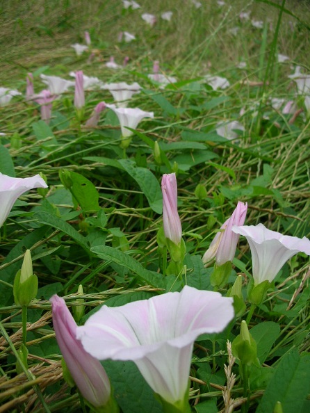 no flower no life