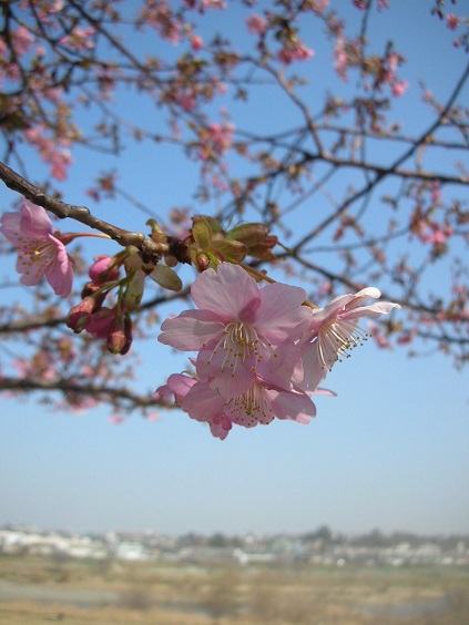 河津桜