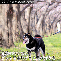 ズーム望遠ぼけ02