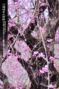 名所旧跡 川越城本丸御殿