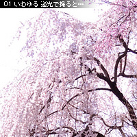 桜の撮り方 アイディア編