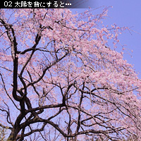 桜の撮り方 アイディア編