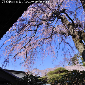 「桜」撮り♪ 対策