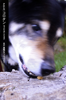 オレはクロシバ