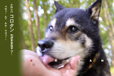 わがままな愛犬