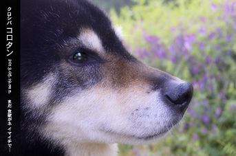 わがままな愛犬