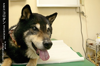 わがままな愛犬
