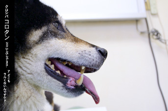 わがままな愛犬