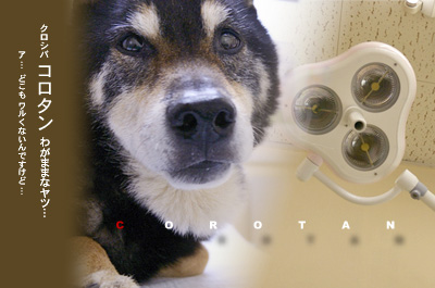 愛犬コロタン 病院