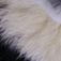 愛犬コロタン 病院