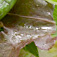 技からマナぶ写真術 野菜素材