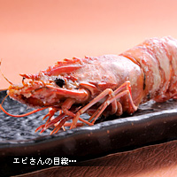 写真用語辞典 ローポジション エビ
