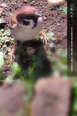 かなりピンボケ ごめんネ… すずめ