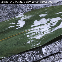 かなりピンボケ 海苔の撮り方