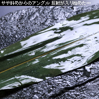 かなりピンボケ 海苔の撮り方
