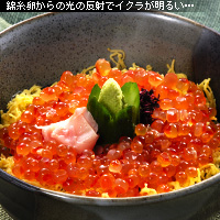 かなりピンボケ ゲスト紹介