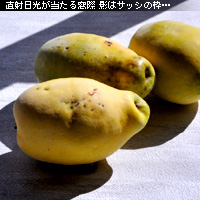 かなりピンボケ 窓辺で撮る写真術