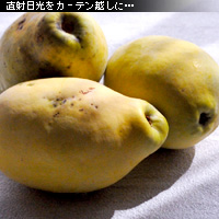 かなりピンボケ 窓辺で撮る写真術