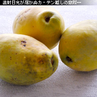 かなりピンボケ 窓辺で撮る写真術