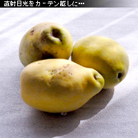 かなりピンボケ 窓辺で撮る写真術