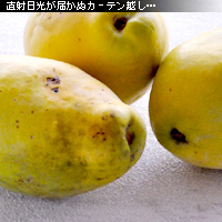 かなりピンボケ 窓辺で撮る写真術