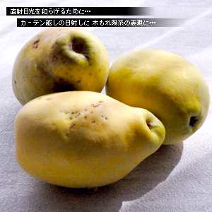 かなりピンボケ 窓辺で撮る写真術
