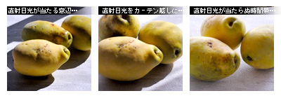 かなりピンボケ 窓辺で撮る写真術